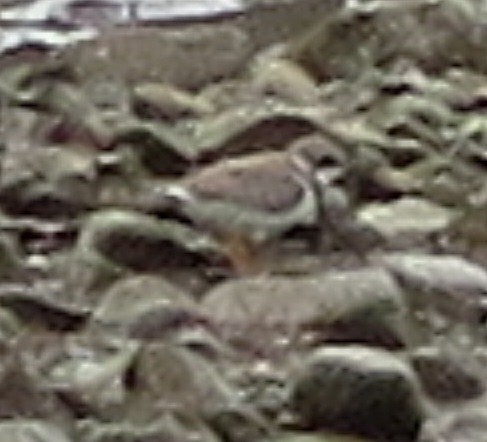 Common Ringed Plover - ML121539231
