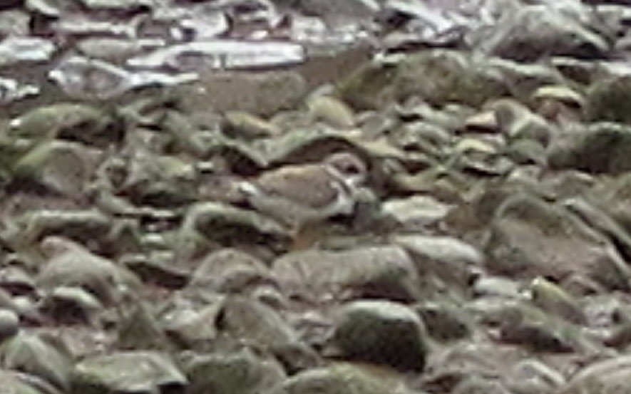 Common Ringed Plover - ML121539241
