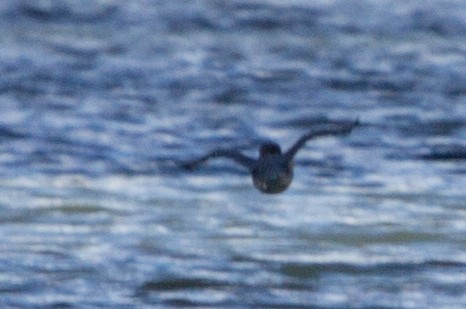 Belted Kingfisher - ML121539371