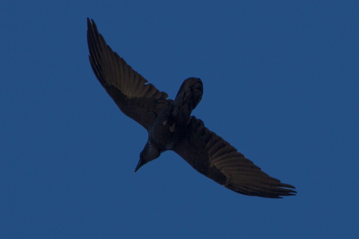 Common Raven - ML121539381