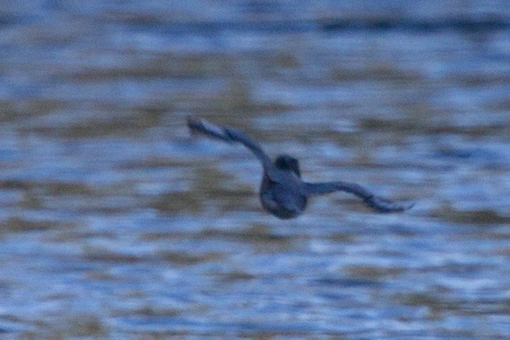 Belted Kingfisher - ML121539631