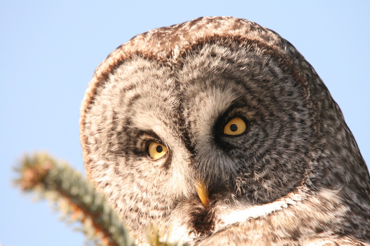 Great Gray Owl - Walter Thorne