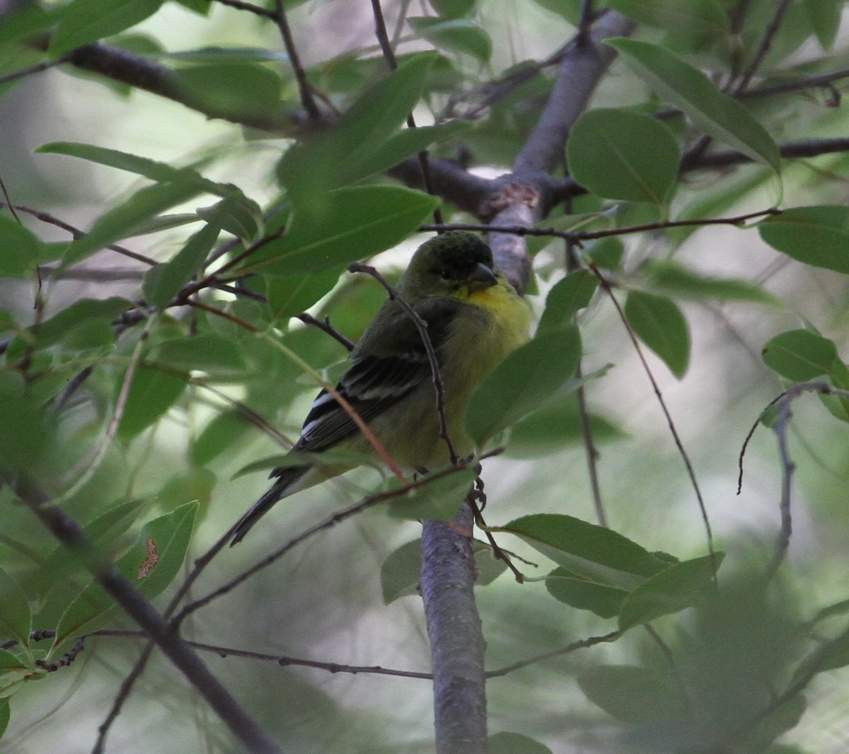 Lesser Goldfinch - Don Coons