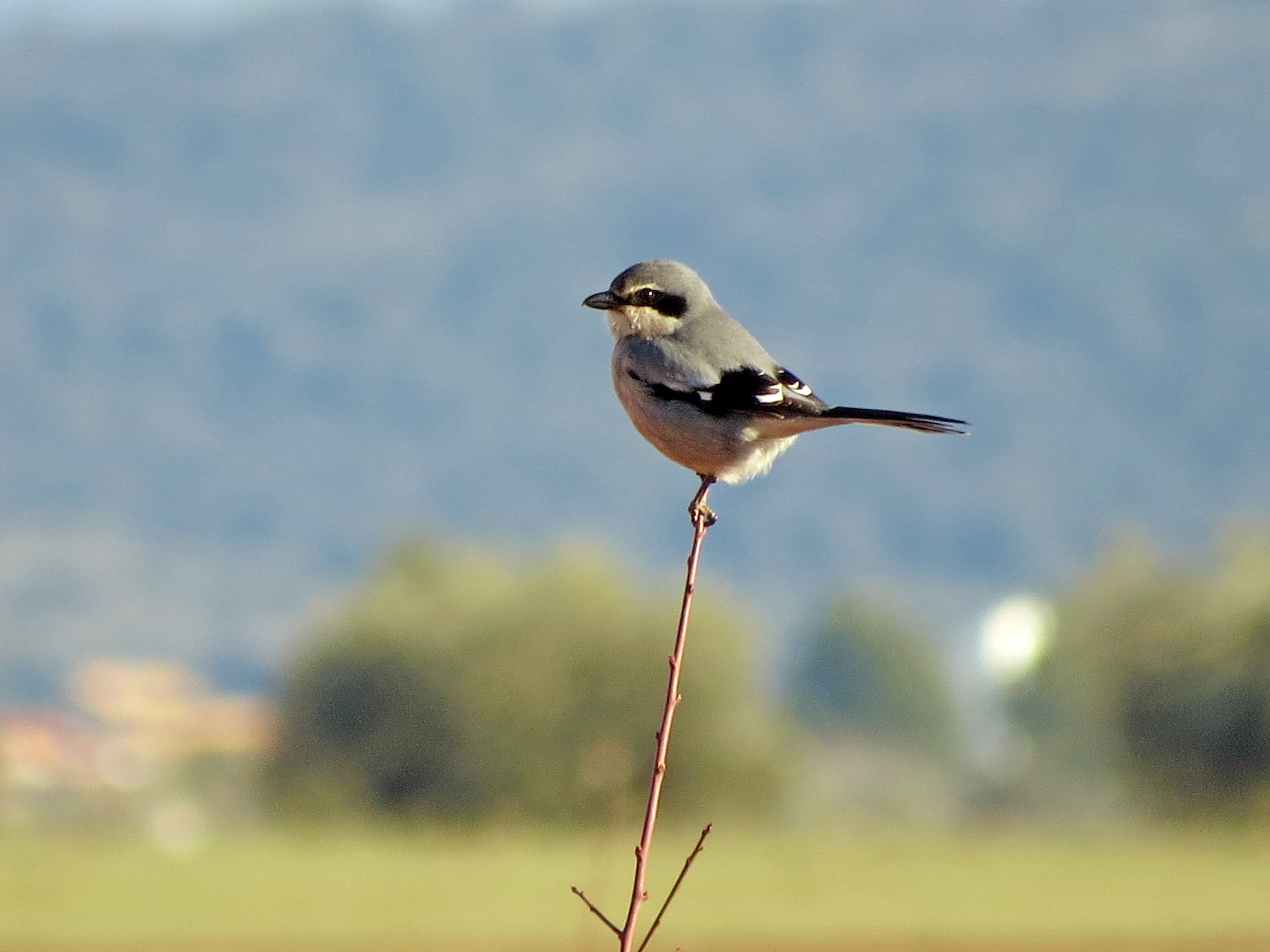 Iberian Gray Shrike - Eduardo Morano