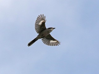  - Iberian Gray Shrike