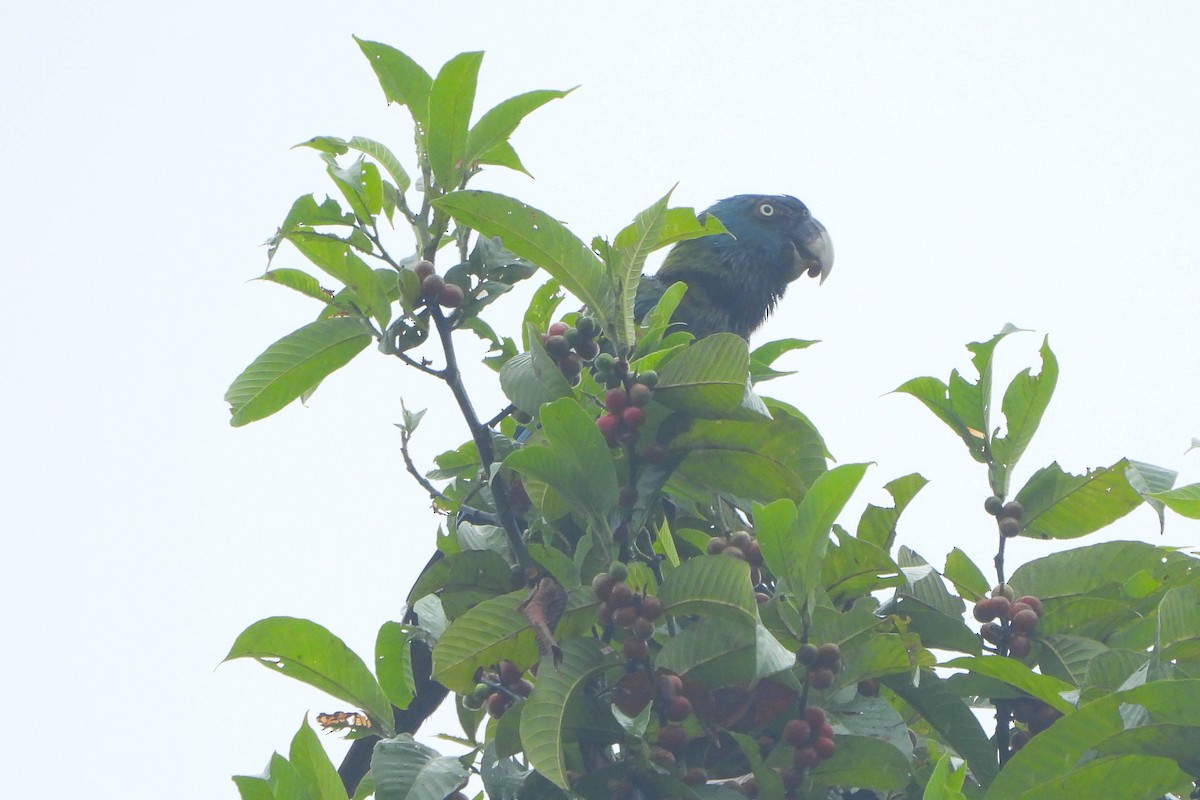 Blue-headed Macaw - ML121542731