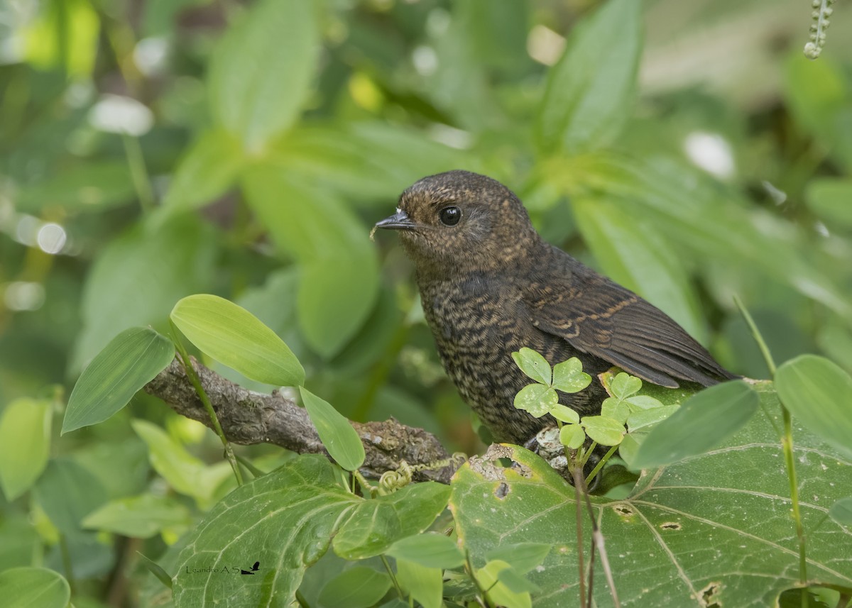 Silvery-fronted Tapaculo - ML121543061