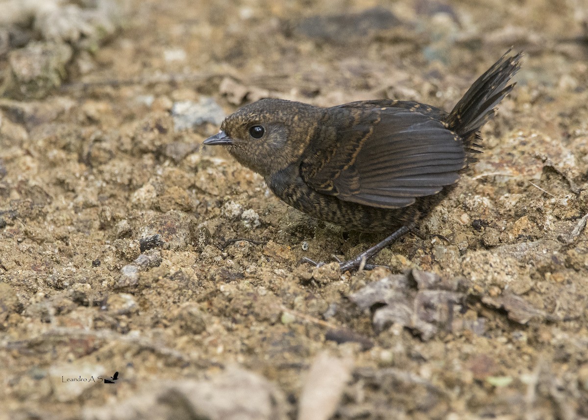 Silvery-fronted Tapaculo - Leandro Arias