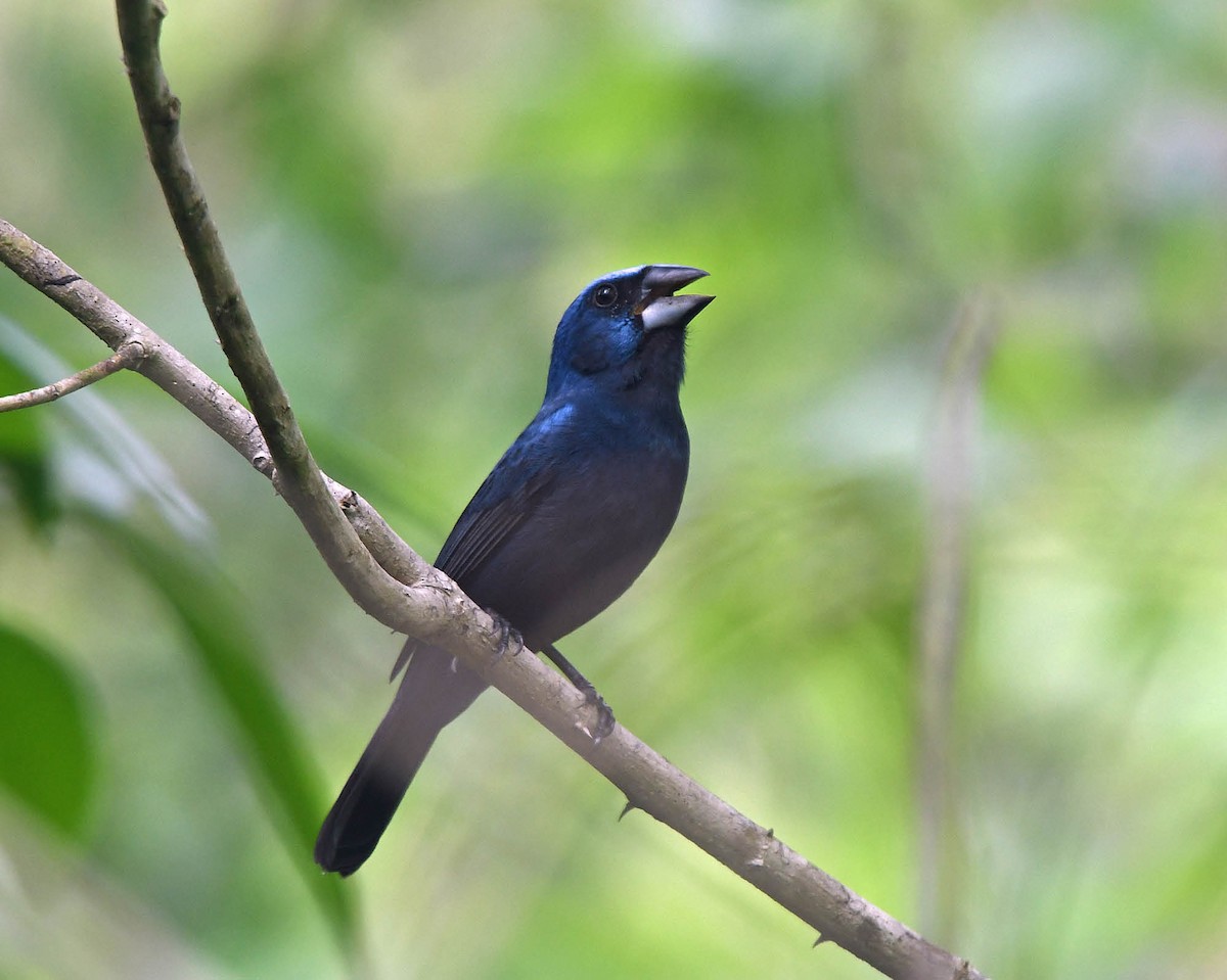 Amazonian Grosbeak - Tini & Jacob Wijpkema