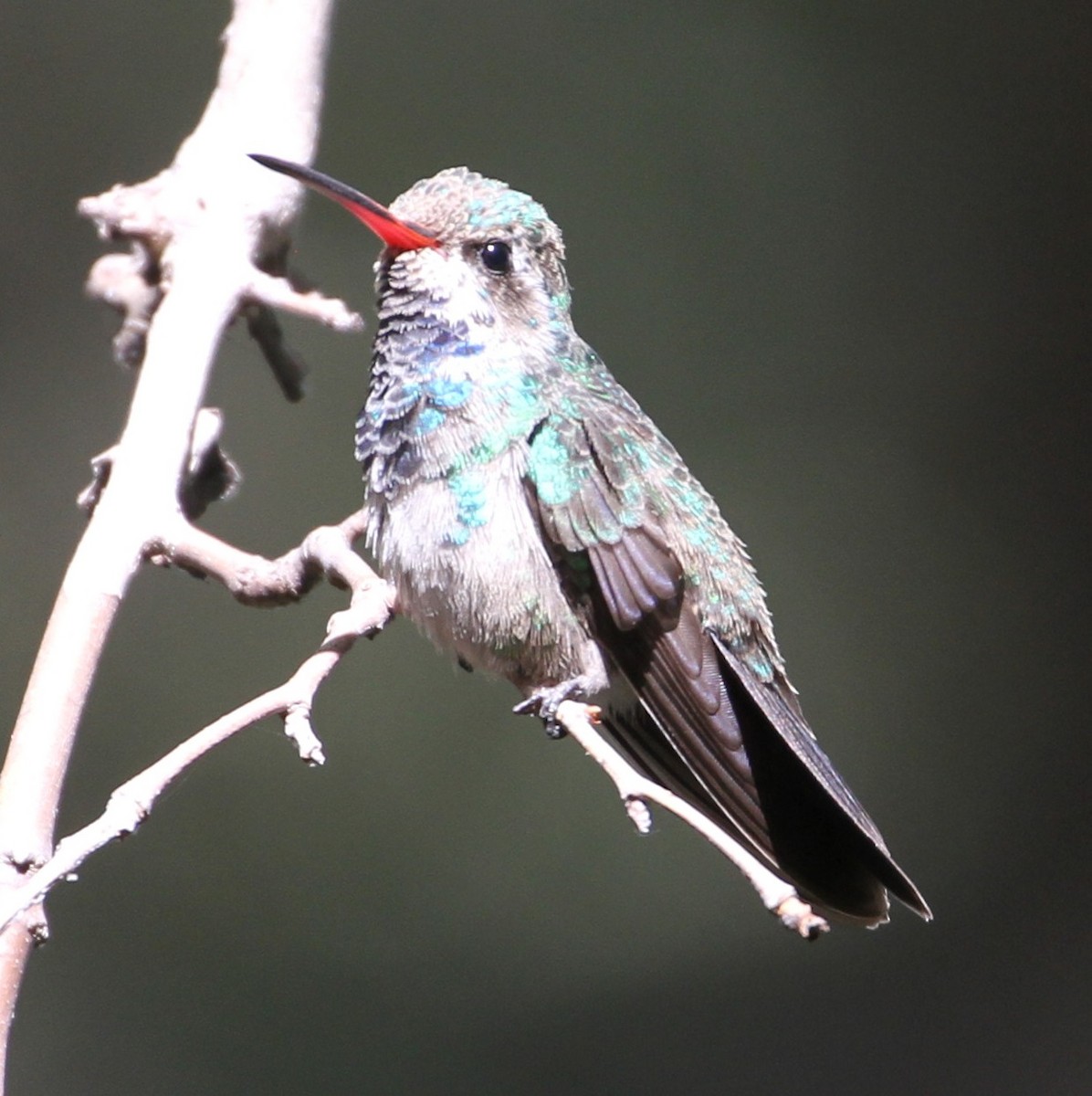 kolibřík širokozobý - ML121544861