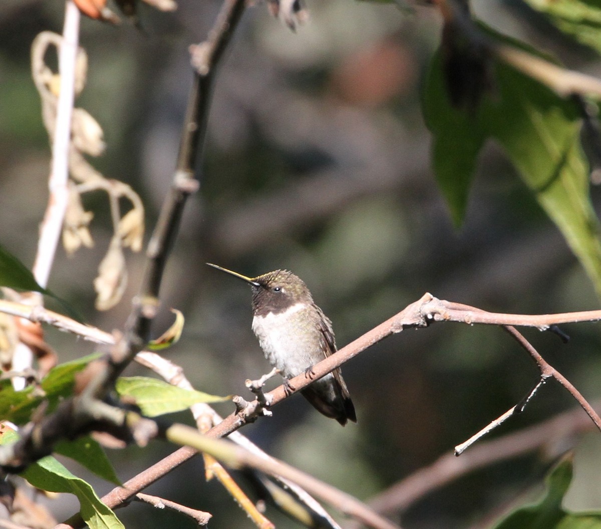 Black-chinned Hummingbird - ML121544931