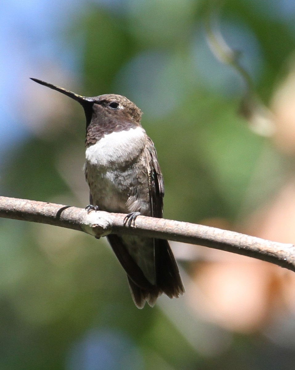 Black-chinned Hummingbird - ML121544961