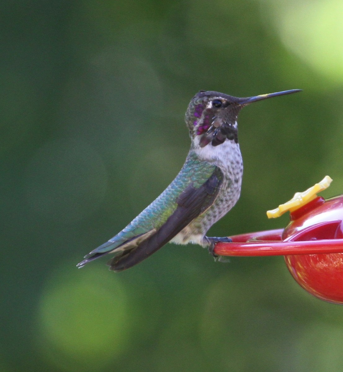 Anna's Hummingbird - ML121545161