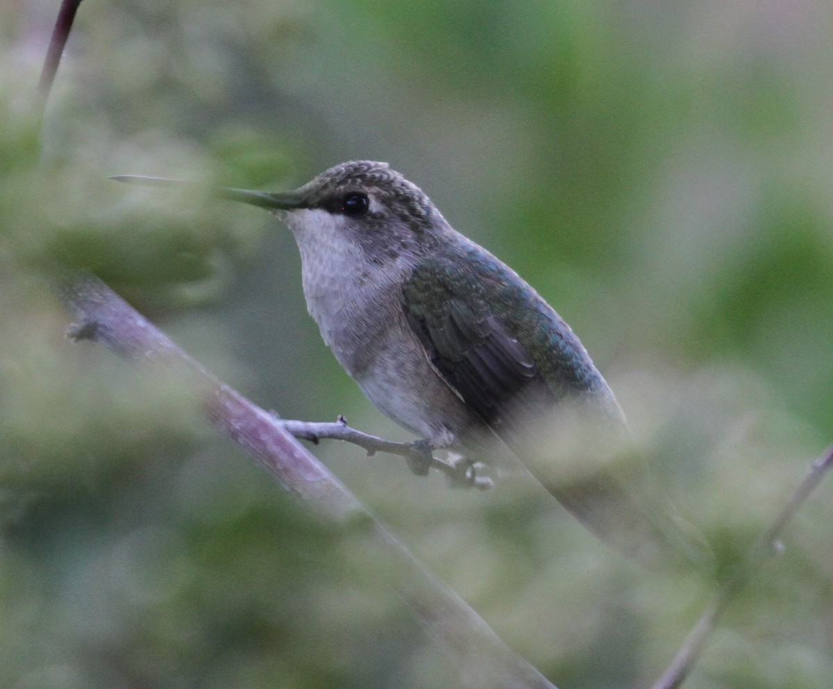 Anna's Hummingbird - ML121545221