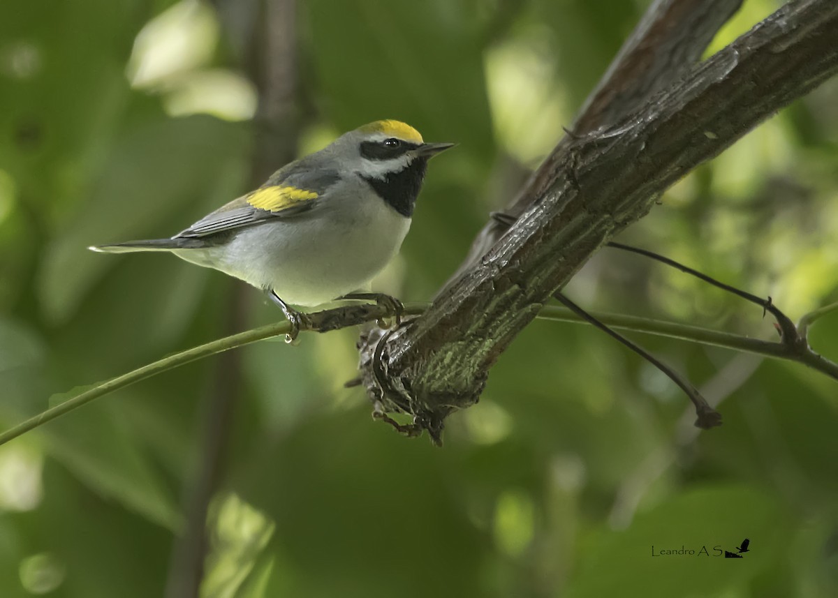 Golden-winged Warbler - Leandro Arias