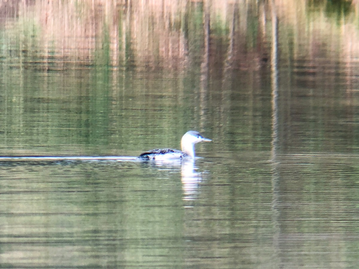 Red-throated Loon - ML121547401