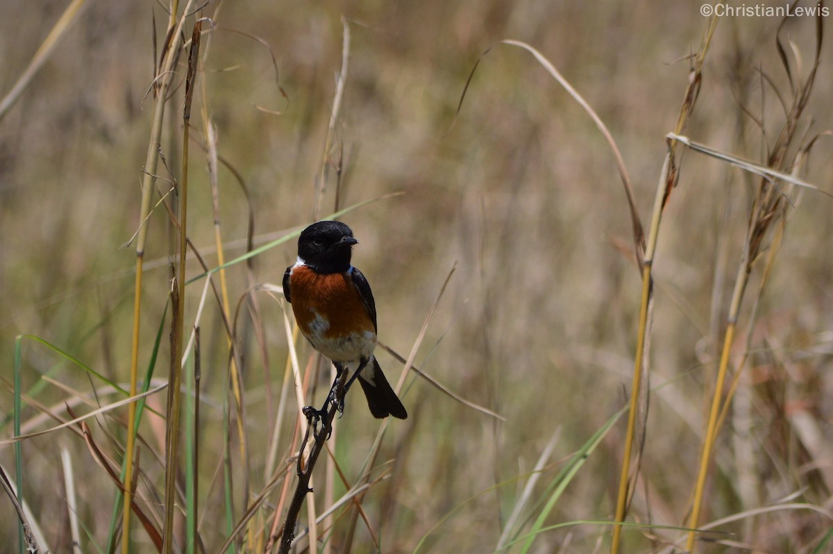 African Stonechat - ML121550341