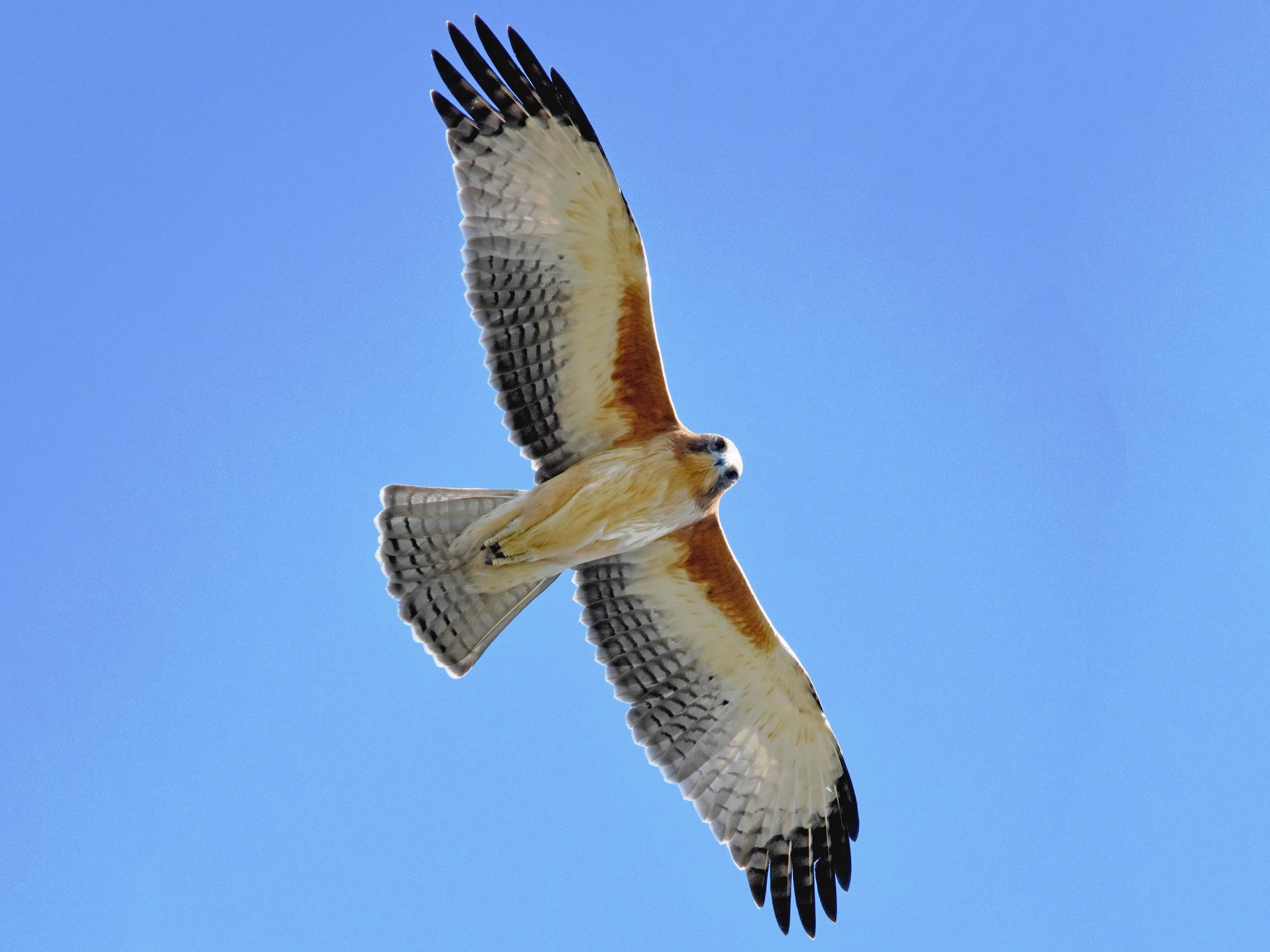 Little Eagle - Geoffrey Groom