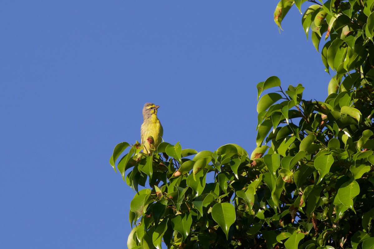 Yellow-fronted Canary - Reginald  David