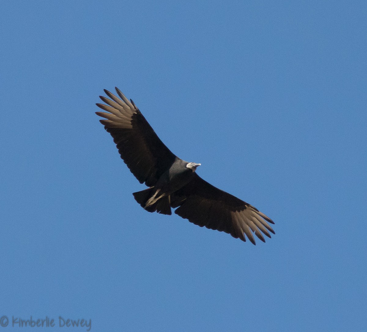 Black Vulture - ML121560781