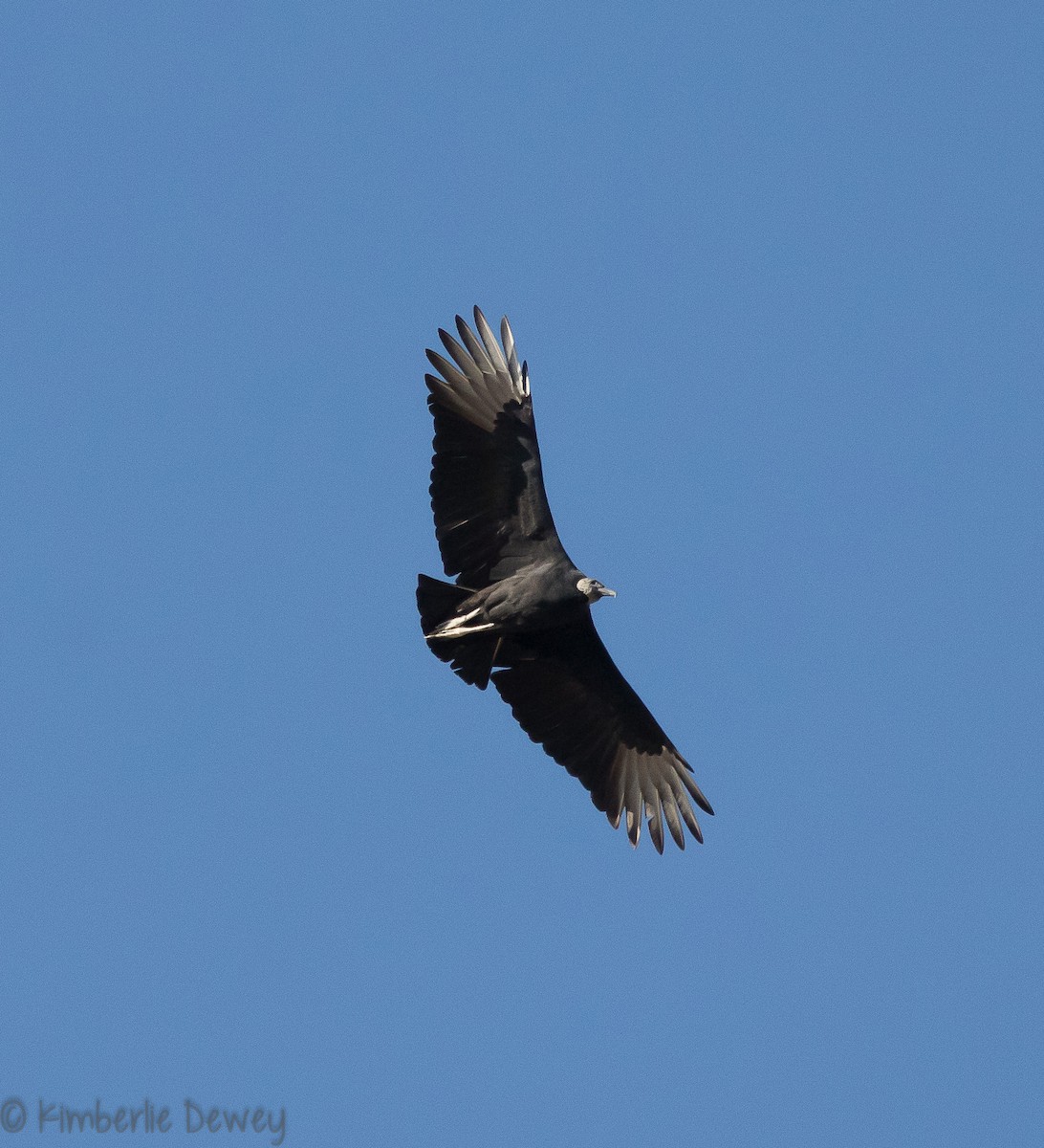 Black Vulture - ML121560791