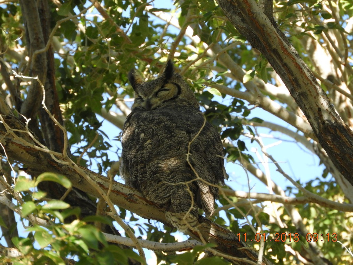 Great Horned Owl - ML121561481