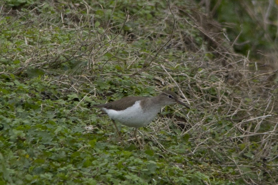 Spotted Sandpiper - Phil Stouffer