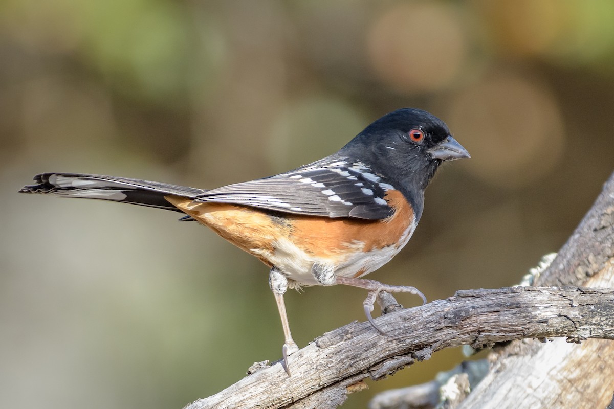 Spotted Towhee - ML121567591
