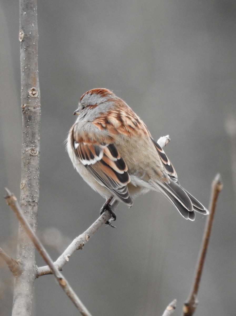 American Tree Sparrow - ML121576571