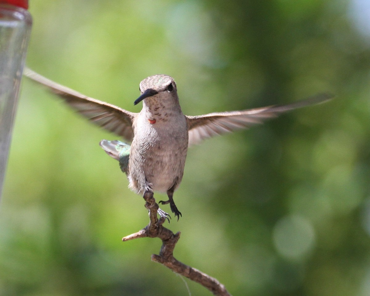 Calliope Hummingbird - ML121580191