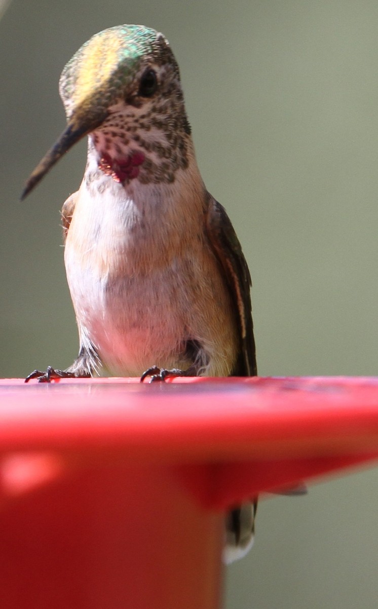 Anna's Hummingbird - ML121580411