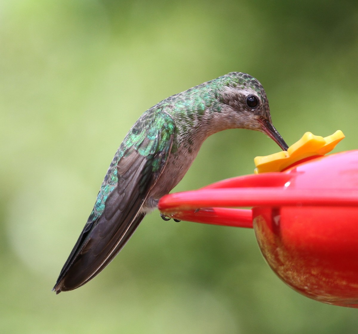 Broad-billed Hummingbird - ML121580851