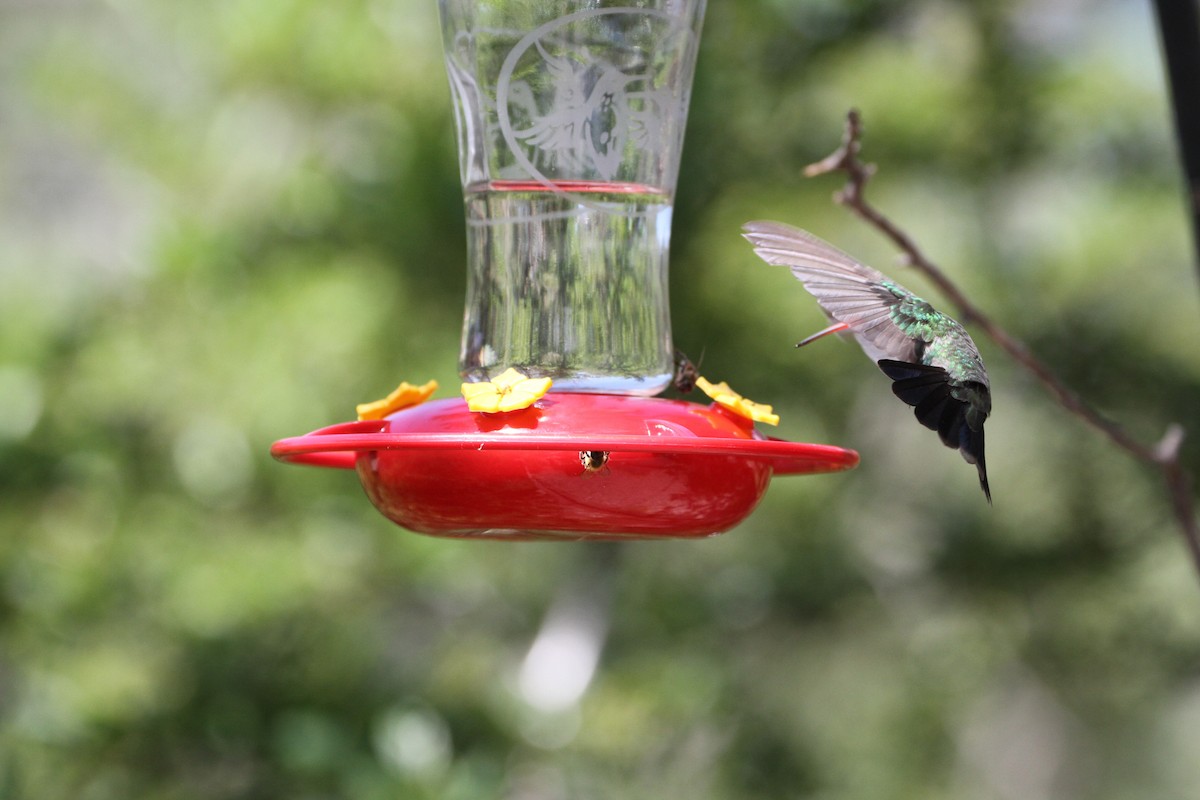 kolibřík širokozobý - ML121581181