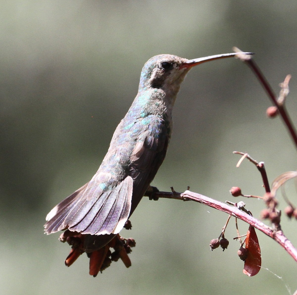 kolibřík širokozobý - ML121581231