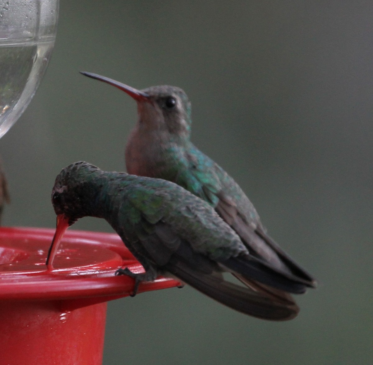 Broad-billed Hummingbird - ML121581311