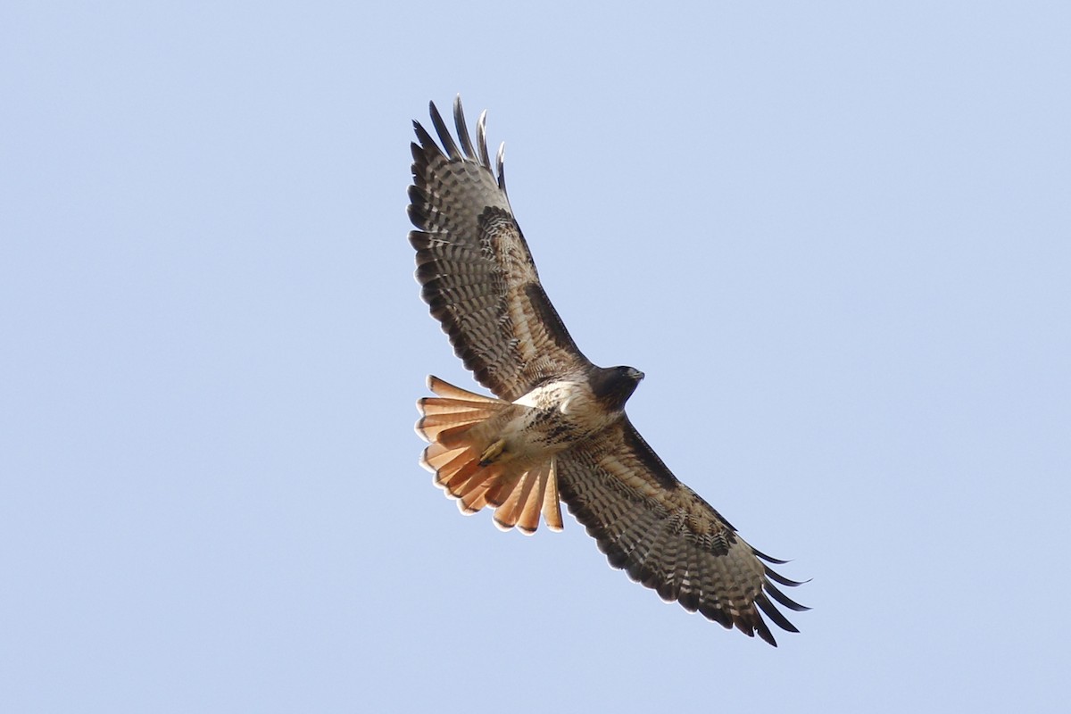 Red-tailed Hawk - ML121582271