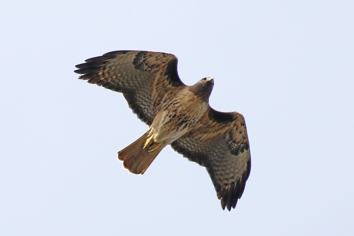 Red-tailed Hawk - ML121583611