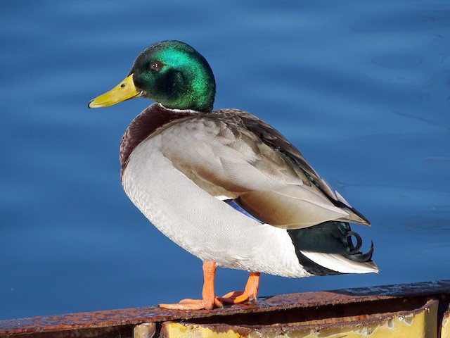 mallard tail feather