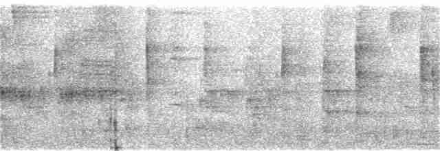 Колібрі-шаблекрил юкатанський (підвид excellens) - ML121585591