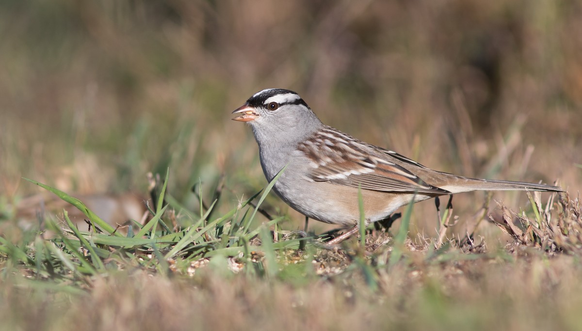 White-crowned Sparrow (leucophrys) - Doug Hitchcox