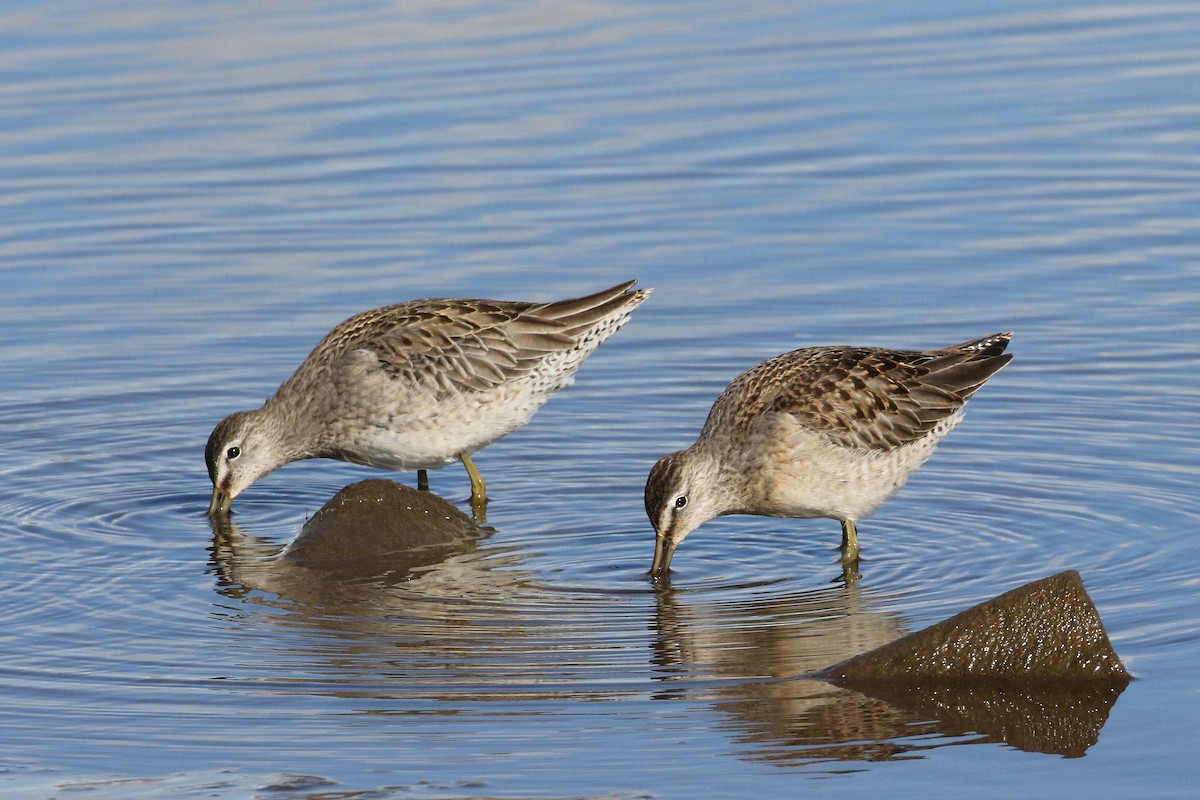Long-billed Dowitcher - Mark Chavez
