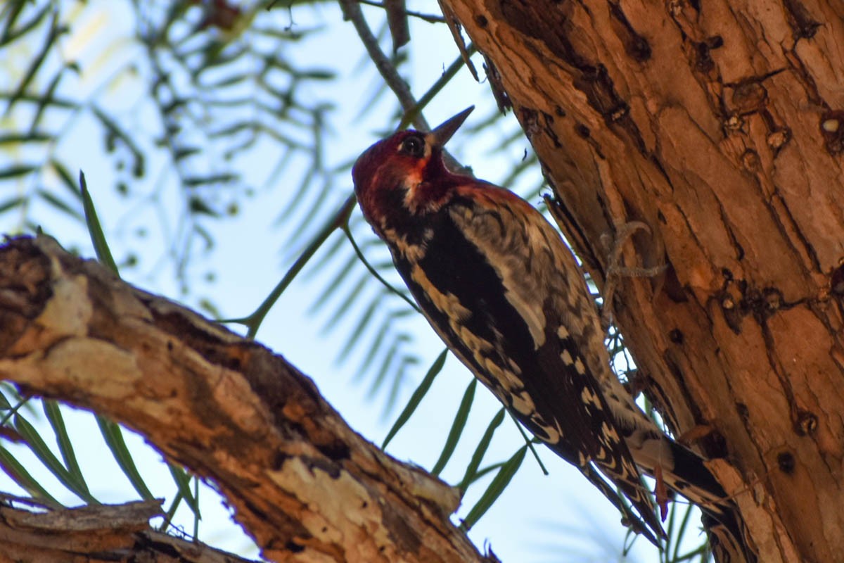 Red-breasted Sapsucker - ML121591511