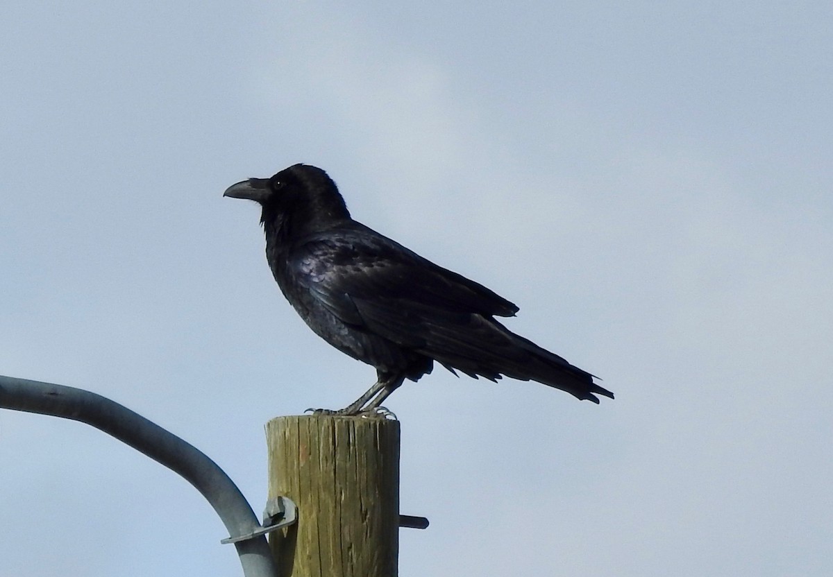 Common Raven - ML121591711