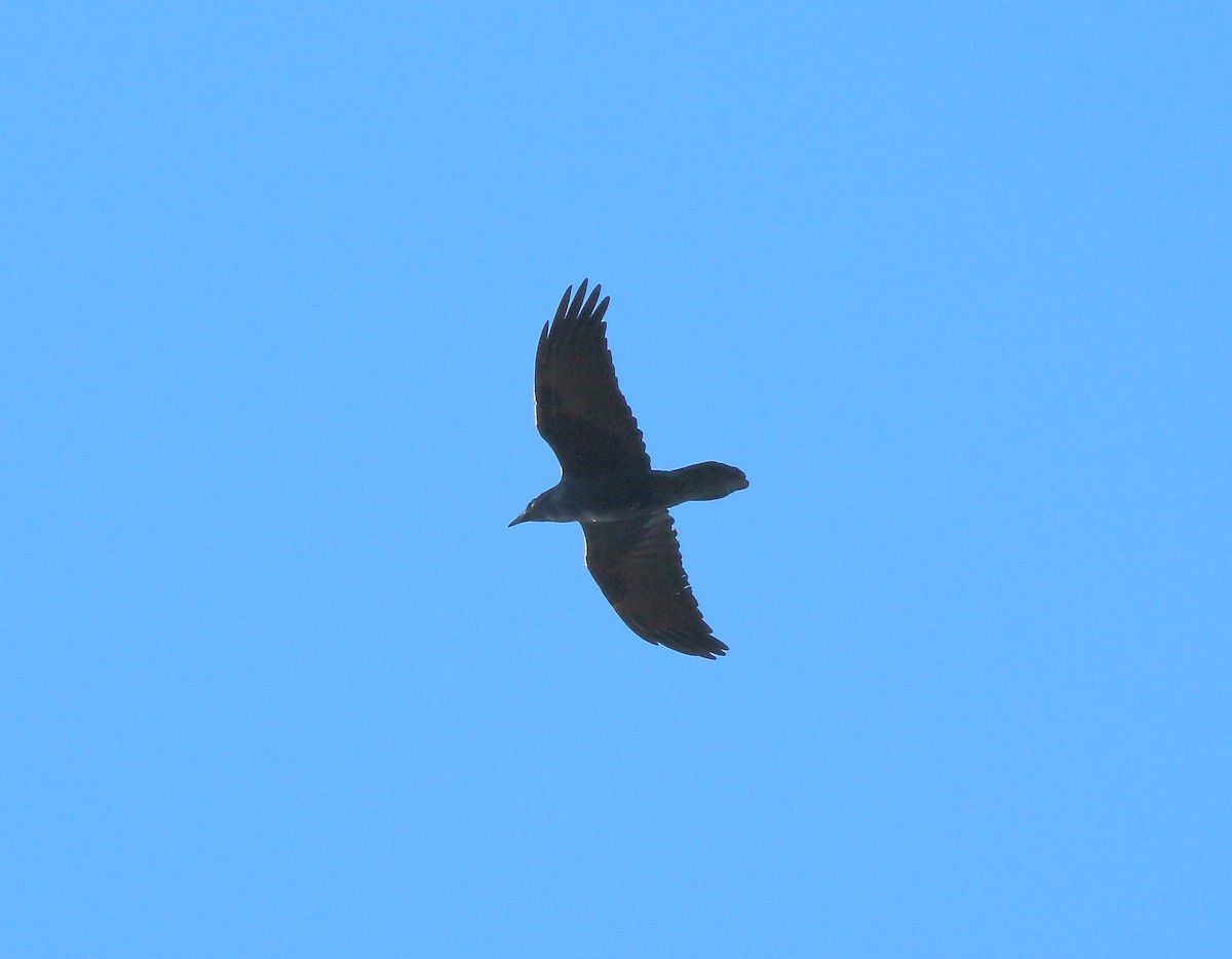 Common Raven - ML121592491