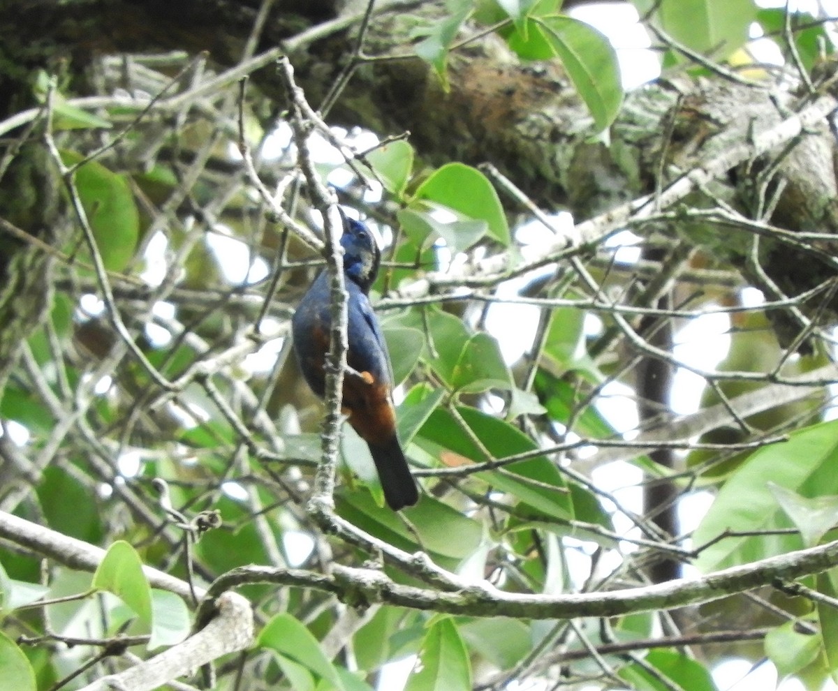 Opal-rumped Tanager - ML121593031