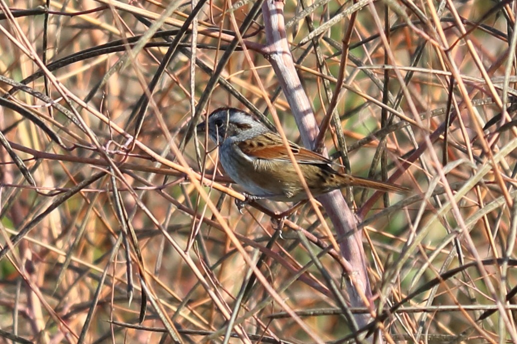 Swamp Sparrow - ML121593041