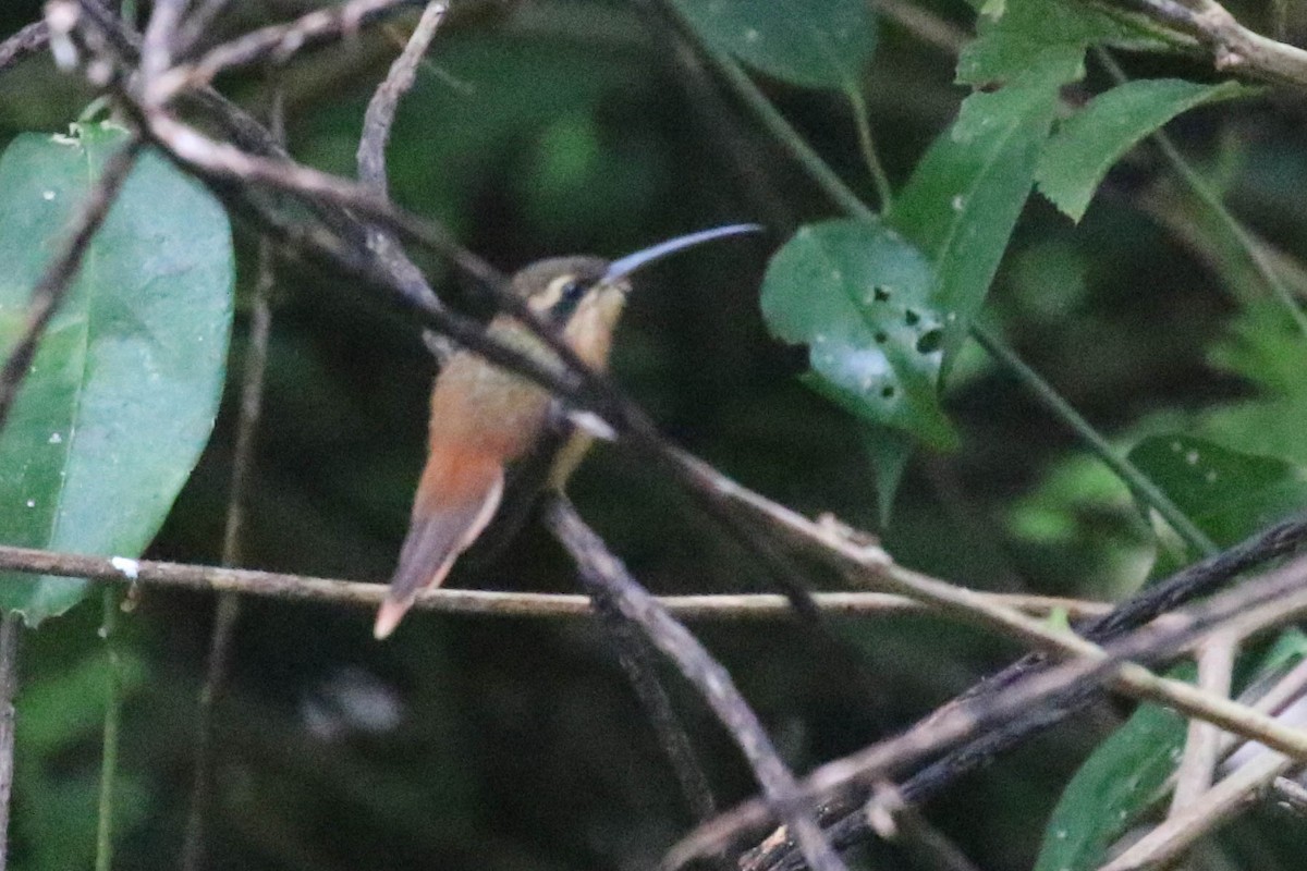 kolibřík malý - ML121593631