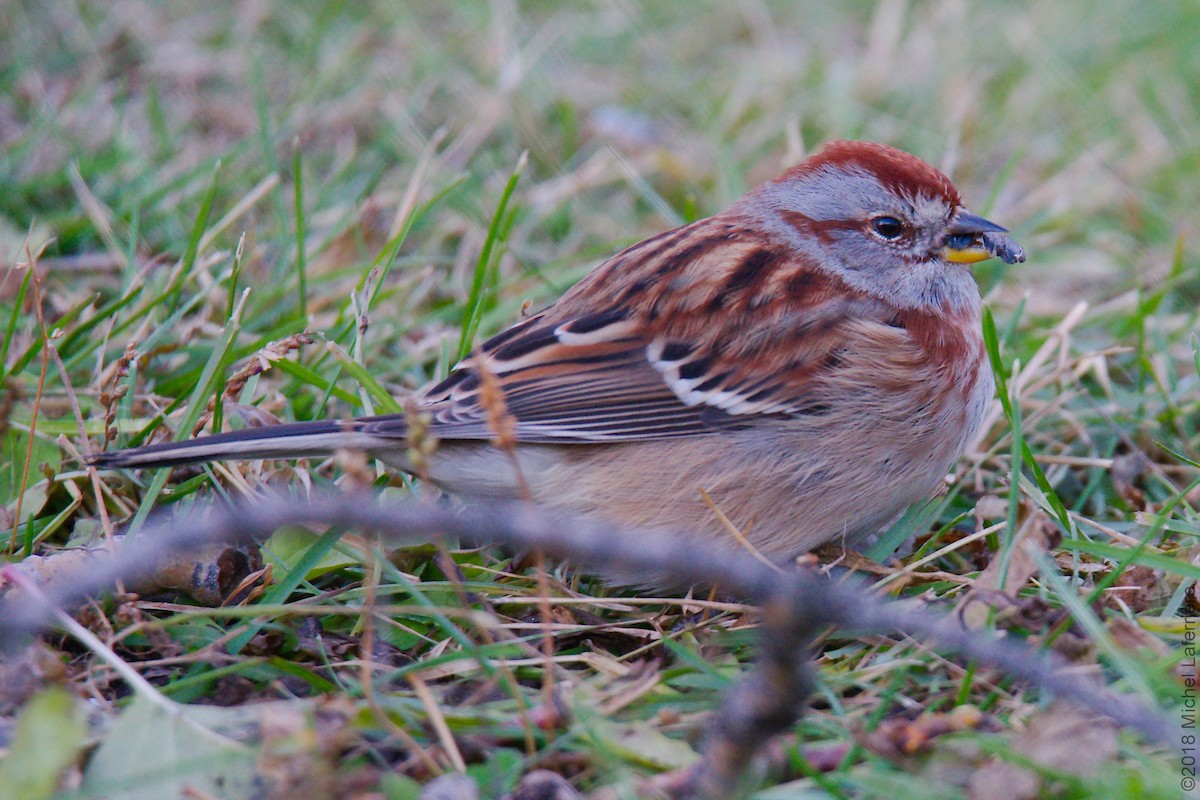 American Tree Sparrow - ML121595181