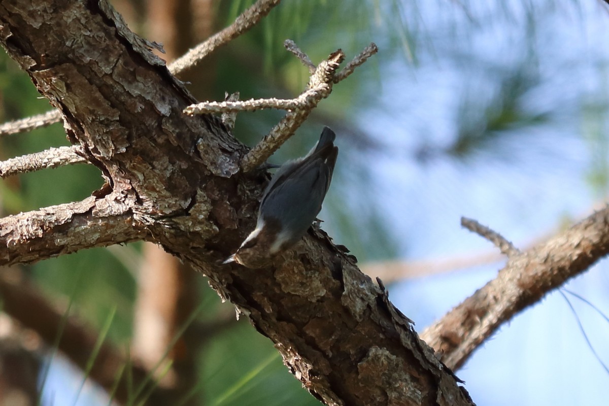 Brown-headed Nuthatch - ML121598031