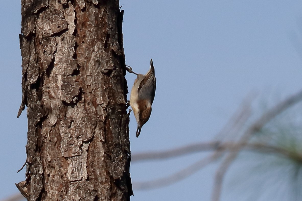 Brown-headed Nuthatch - ML121598331
